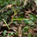 Eragrostis amabilis 樹皮