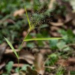 Eragrostis tenella Bark