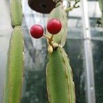 Cissus cactiformis Fruit