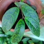 Aeschynanthus longicaulis Leaf