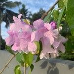 Mansoa alliacea Flower