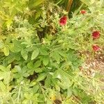 Potentilla thurberi Leaf