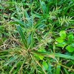 Cyperus meyenianus Annet