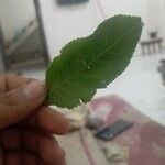 Citrus medica Leaf