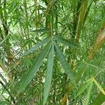 Bambusa vulgaris Blad