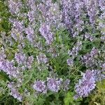 Nepeta grandiflora Blodyn