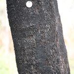 Diospyros batocana Bark