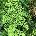 Adiantum raddianum Habit