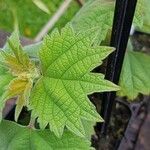 Boehmeria platanifolia Leaf