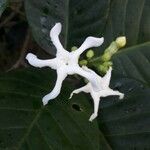 Tabernaemontana cerifera Blüte