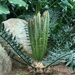 Encephalartos horridus Hábitos