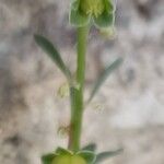 Andrachne telephioides Fruit