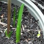 Fritillaria meleagris Blad