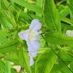 Mimulus alatus Blüte