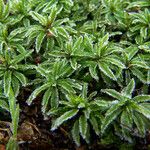 Globularia repens Feuille