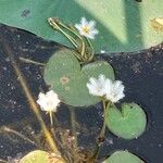 Nymphoides indica Flor