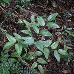 Phyllanthus pronyensis Elinympäristö