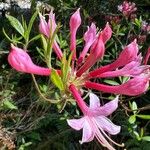 Rhododendron canescens Çiçek