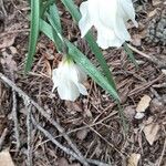 Narcissus cantabricus Kwiat