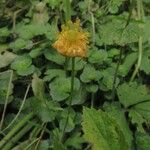 Ranunculus auricomus Flor