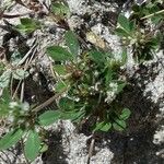 Trifolium scabrum Õis