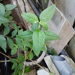 Lippia alba Blad