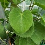 Cissus rotundifolia 葉