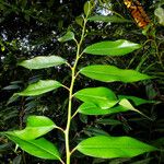 Leucothoe fontanesiana Leaf