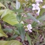 Houstonia purpurea Liść