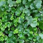 Ranunculus hederaceus Yaprak