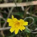 Hypochaeris radicata Λουλούδι