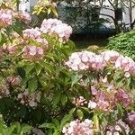 Kalmia latifolia Virág