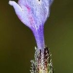 Lithodora hispidula Floare