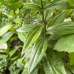 Ixanthus viscosus Hoja