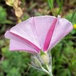 Convolvulus cantabrica Λουλούδι