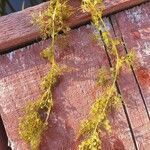 Utricularia minor Blatt