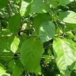 Cephalanthus occidentalis Leaf