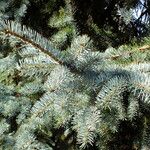 Picea pungens Blad