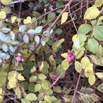 Symphoricarpos orbiculatus 果實