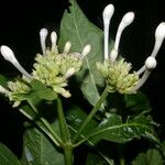Palicourea tetragona Flower