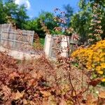 Heuchera micranthaFlower