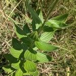 Lithospermum parviflorum Leaf