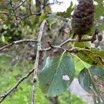 Alnus cordata Leaf