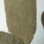 Mabea speciosa Otro