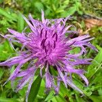 Centaurea nervosa Flower