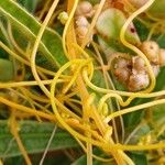 Cuscuta campestris Bark