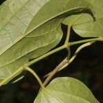 Piper multiplinervium Leaf
