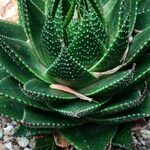 Aristaloe aristata cv. 'Cosmo' Tervik taim