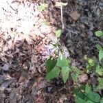 Cunila origanoides 花