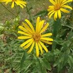 Silphium trifoliatum